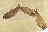 Plate of Three Fossil Fish (Knightia) - Wyoming #295711-1